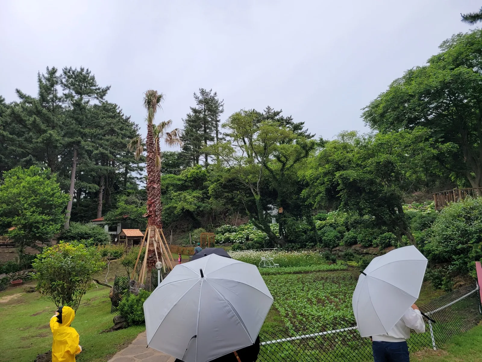 우산을 쓰고 잔디광장을 보는 관람객
