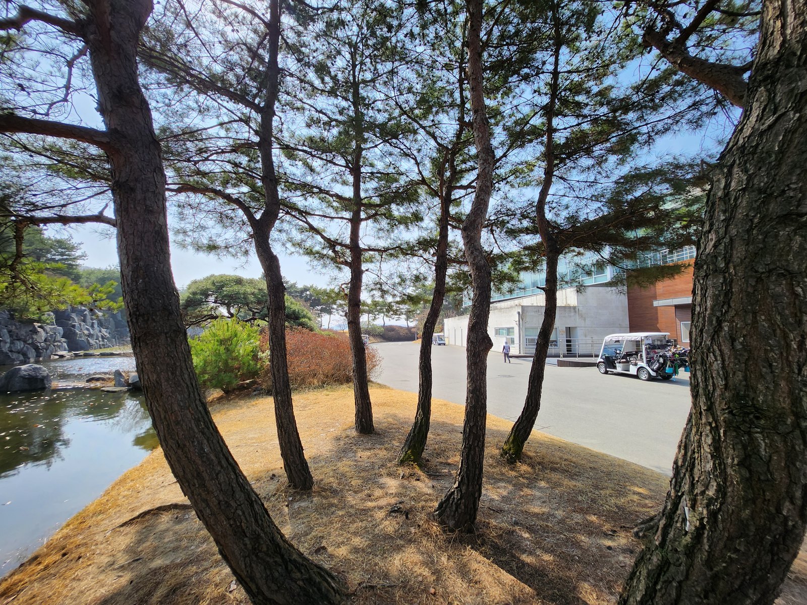 아리지CC 굵은 소나무 군락